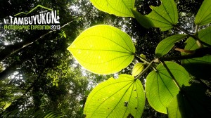 Mount Tambuyukon Expedition  